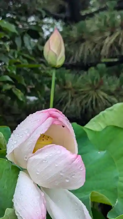 勝林寺(京都府)