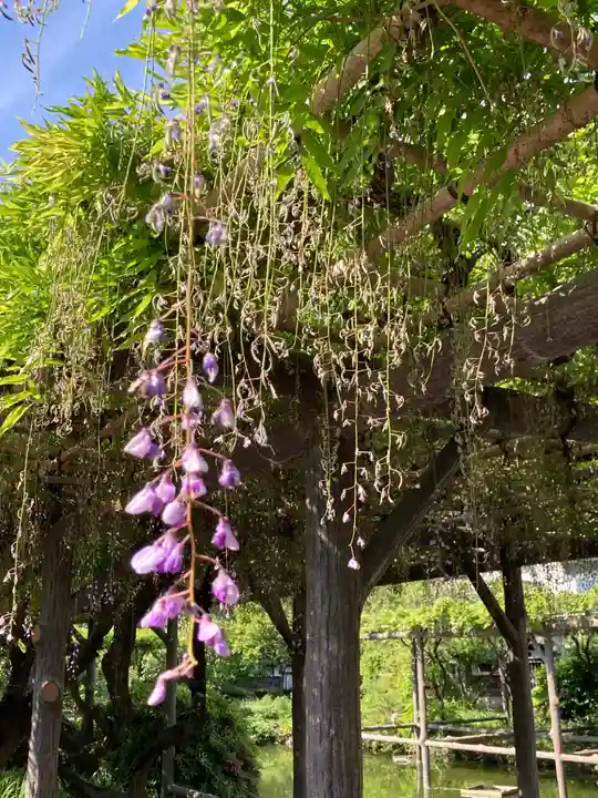 亀戸天神社の自然