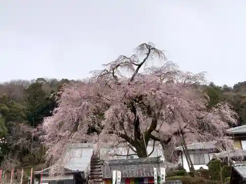 林陽寺の自然