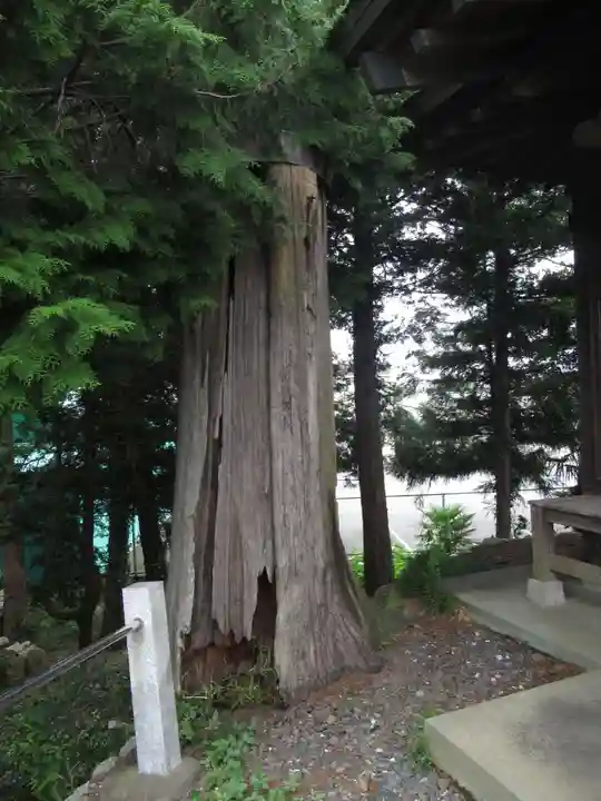 富士浅間神社の自然