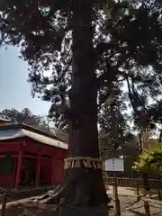 志波彦神社・鹽竈神社の自然