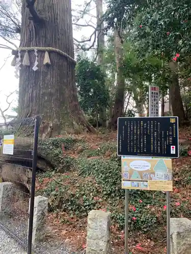 高尾山薬王院の自然