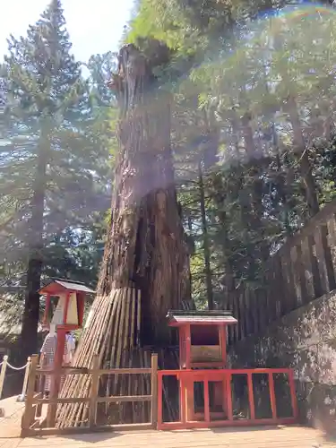 日光東照宮の自然