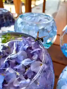 伊達神社の動物(2021年08月31日(火) 19時53分29秒投稿)