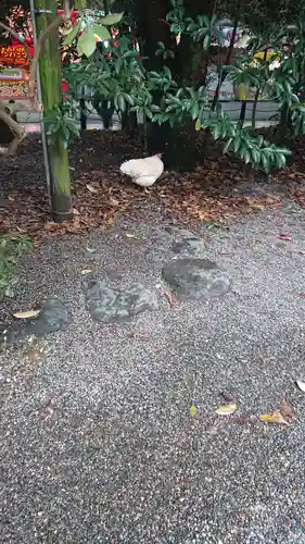 熱田神宮の動物