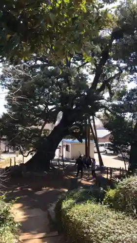 九重神社の自然