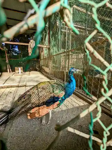 岩槻久伊豆神社の動物