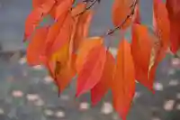 熊野福藏神社の自然