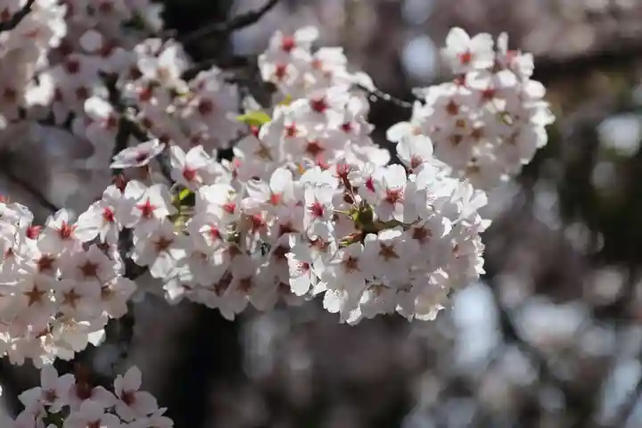 大原観音堂の自然