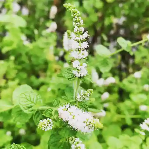 豊景神社の自然