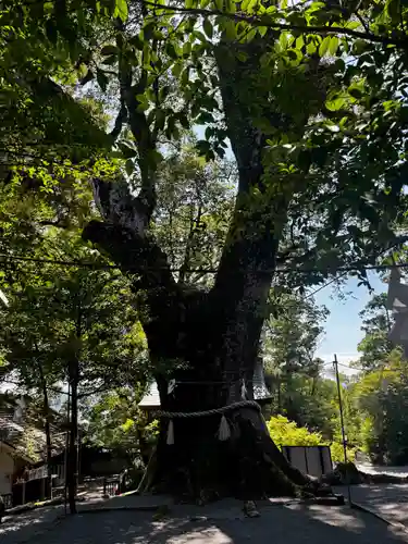 鹿児島神宮(鹿児島県)