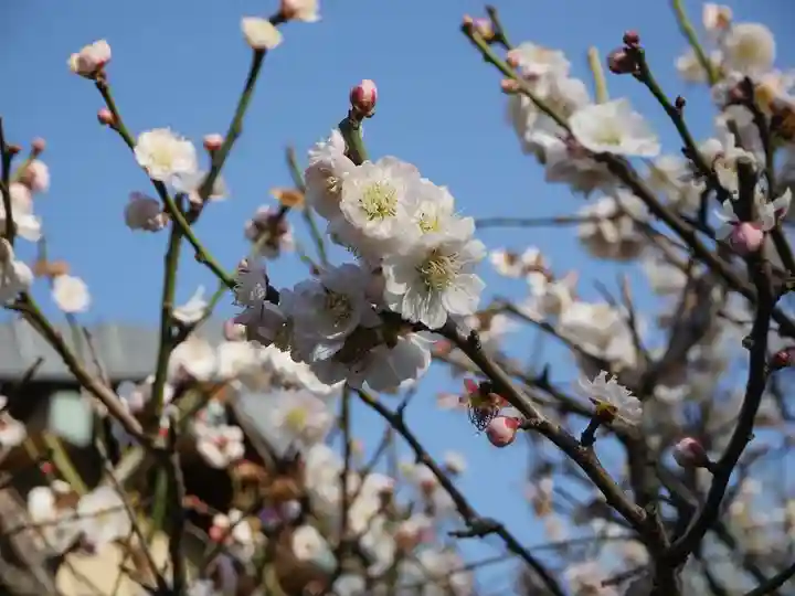 大坊本行寺の自然