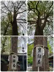 大宮八幡宮の自然