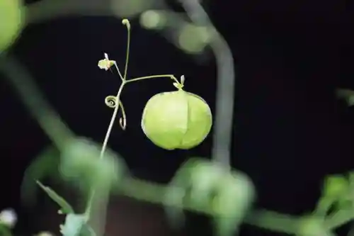 高司神社〜むすびの神の鎮まる社〜の庭園