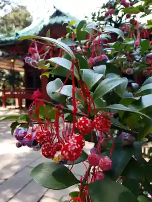 赤坂氷川神社(東京都)