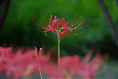 開成山大神宮の庭園