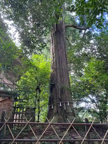 須佐神社の自然