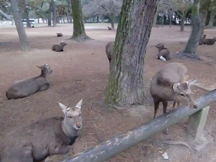 興福寺 中金堂(奈良県)