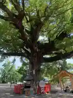 百舌鳥八幡宮(大阪府)