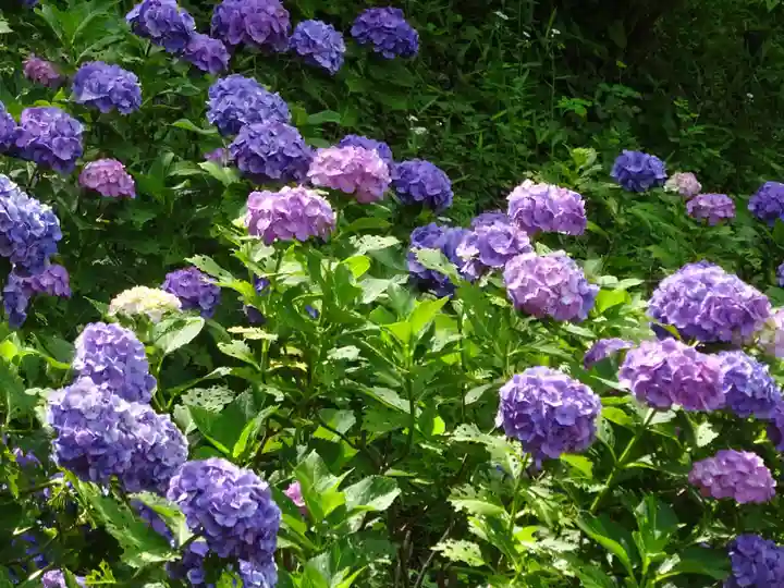 天台宗 長窪山 正覚寺の自然