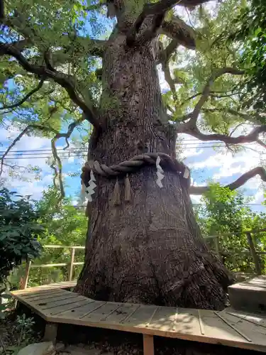 新熊野神社の自然