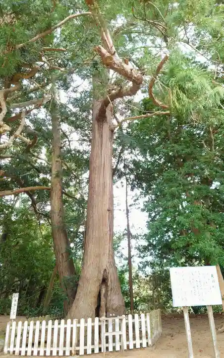 鎌数伊勢大神宮の自然