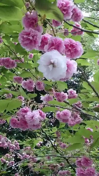阿佐ヶ谷神明宮(東京都)