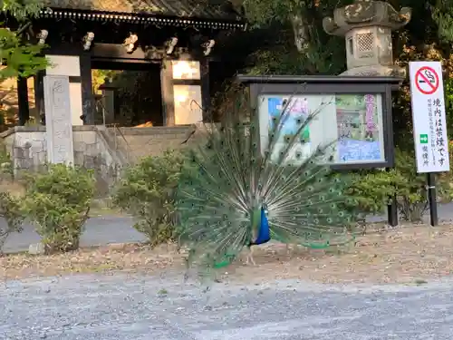 楽法寺（雨引観音）の動物