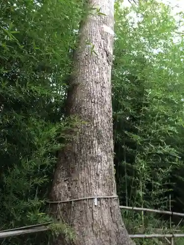 石田神社の自然