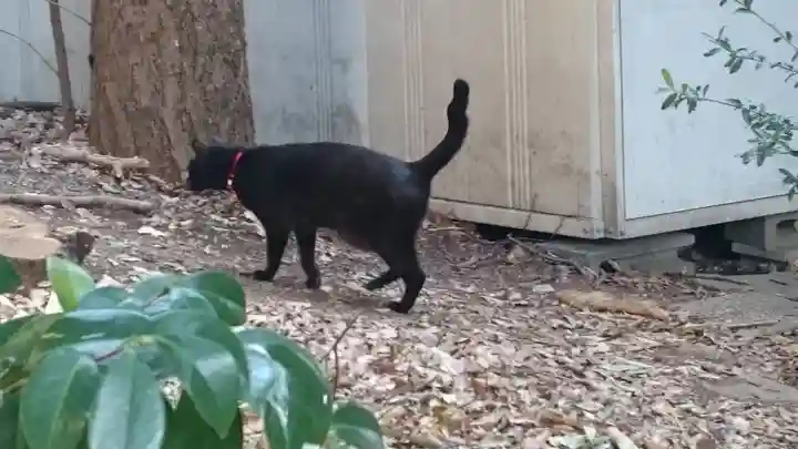 代々木八幡宮の動物