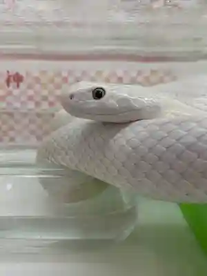 清荒神清澄寺の動物