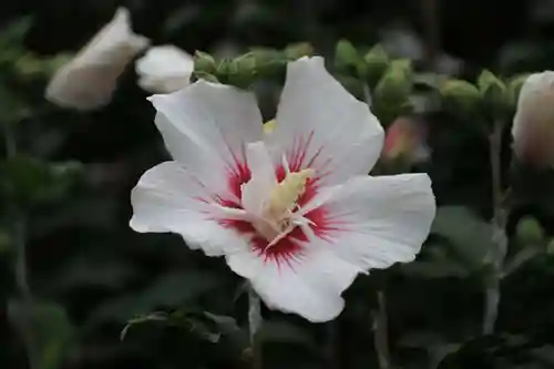 田村神社の自然