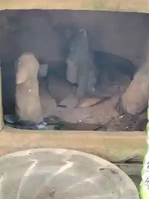 晴明稲荷大明神(茨城県)