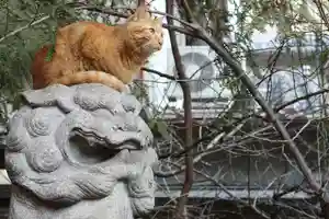 くまくま神社(導きの社 熊野町熊野神社)の動物(2021年12月24日(金) 18時38分07秒投稿)