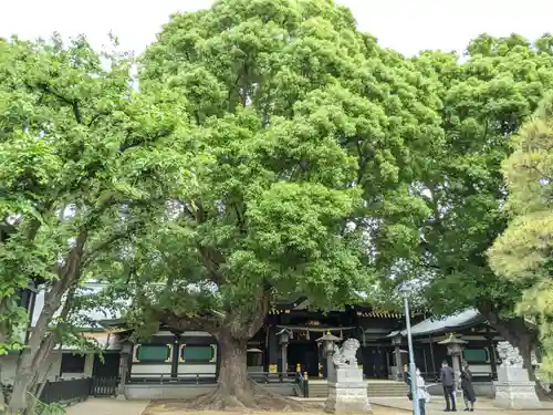 穴八幡宮の自然