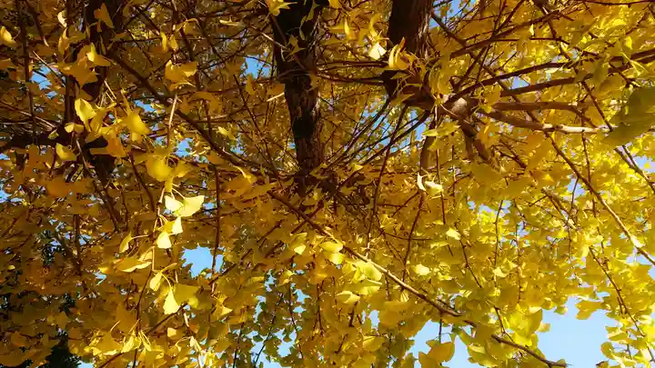 尾張大國霊神社(国府宮)の自然