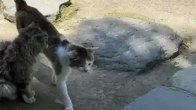 山寺千手院の動物