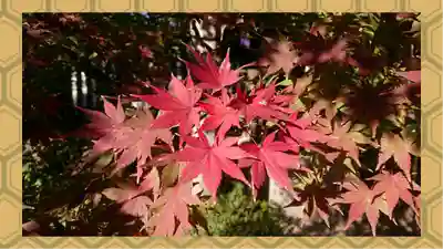 阿佐ヶ谷神明宮(東京都)