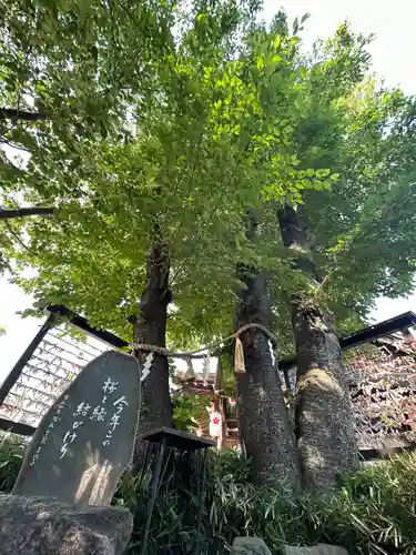櫻木神社(千葉県)
