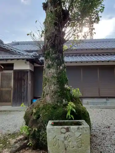 嶋姫神社の自然