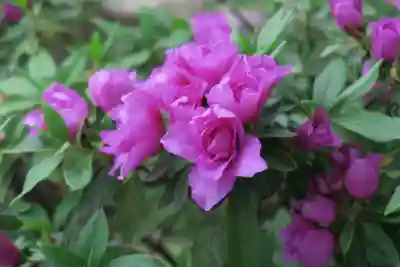 玉田神社(京都府)