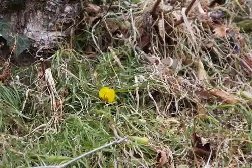 三春大神宮の自然