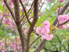 吉田神社の自然