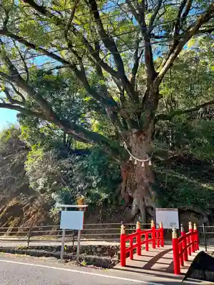 蛭児神社の自然