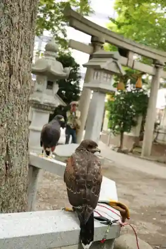 春日神社の動物