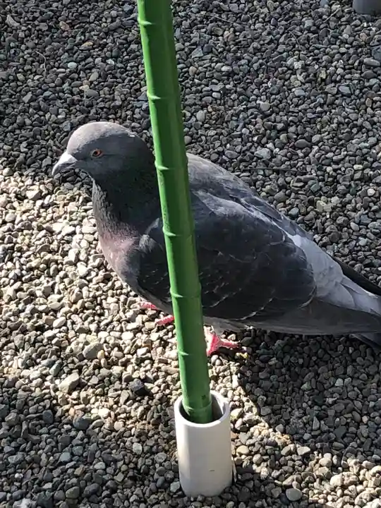 旗上弁財天社の動物