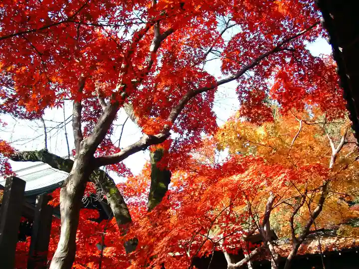 本土寺(千葉県)