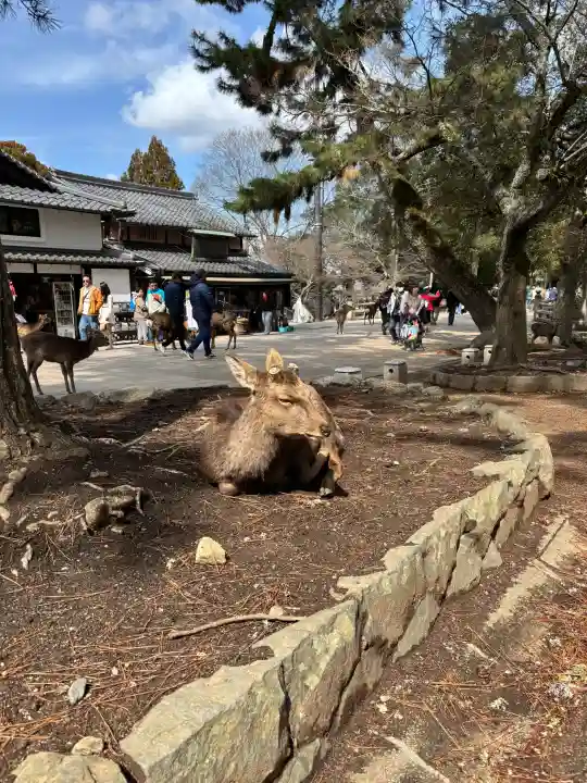 東大寺の{uncategorized: "未分類", other: "その他", undefined: "問題あり", building: "その他建物", grave: "お墓", sacred_gate: "鳥居", guardian: "狛犬", statue: "像", buddha: "仏像", history: "歴史", nature: "自然", garden: "庭園", animal: "動物", pagoda: "塔", temizu: "手水舎", mountain_gate: "山門・神門", sanctuary: "本殿・本堂", subordinate: "末社・摂社", art: "芸術", scenery: "景色", jizo: "地蔵", ema: "絵馬", goshuin: "御朱印", omikuji: "おみくじ", items: "授与品その他", amulet: "お守り", goshuincho: "御朱印帳", eats: "食事", festival: "お祭り", votive_dance: "神楽", shichigosan: "七五三参", wedding: "結婚式", experience: "体験その他", initially: "初詣", around: "周辺", anti_infection: "感染症対策"}