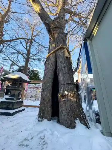 札幌諏訪神社の自然