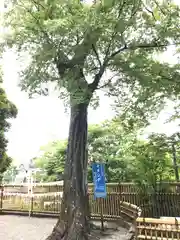 師岡熊野神社の自然